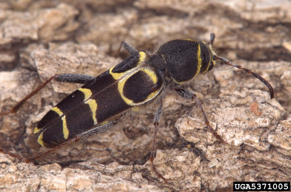 Frequently Asked Questions About Emerald Ash Borer Nebraska Forest 