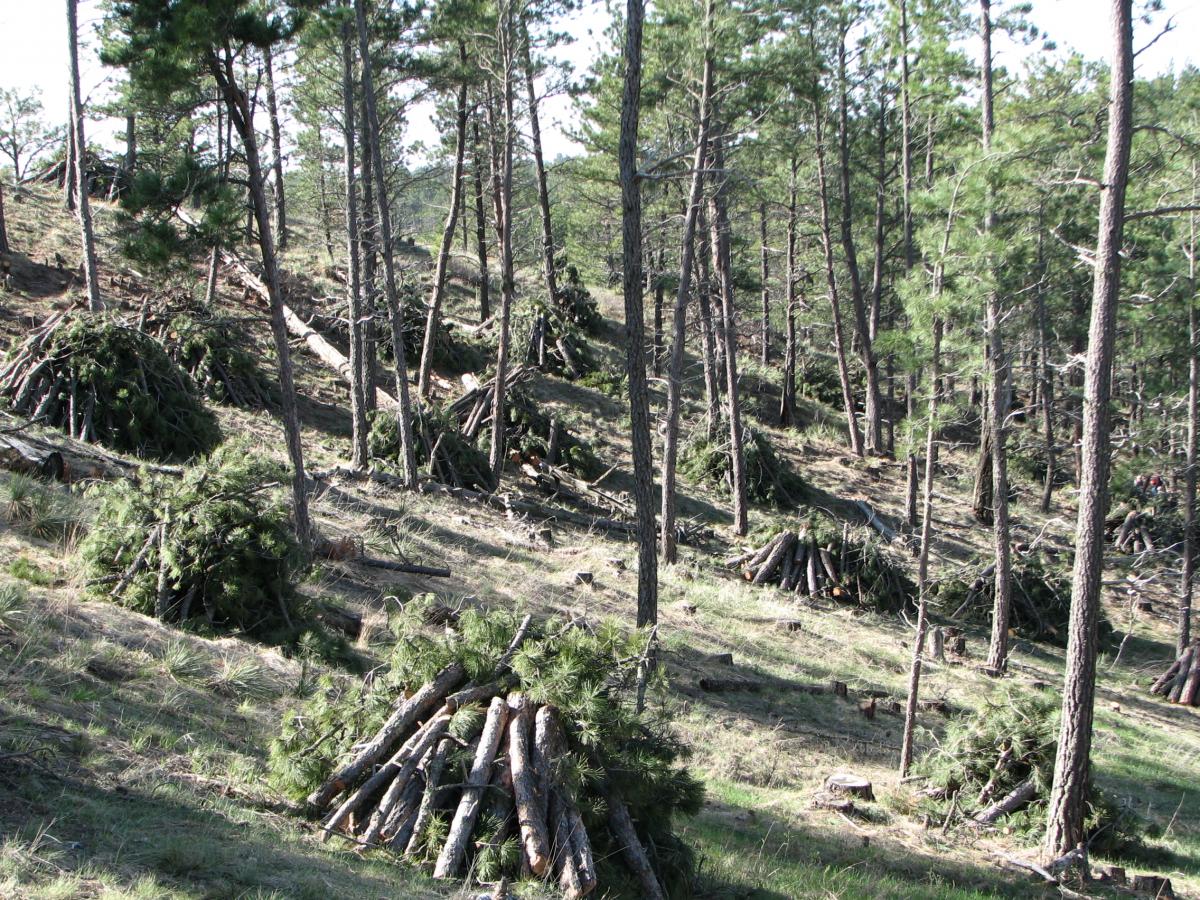 Forest fuels are piled underneath forest canopy.
