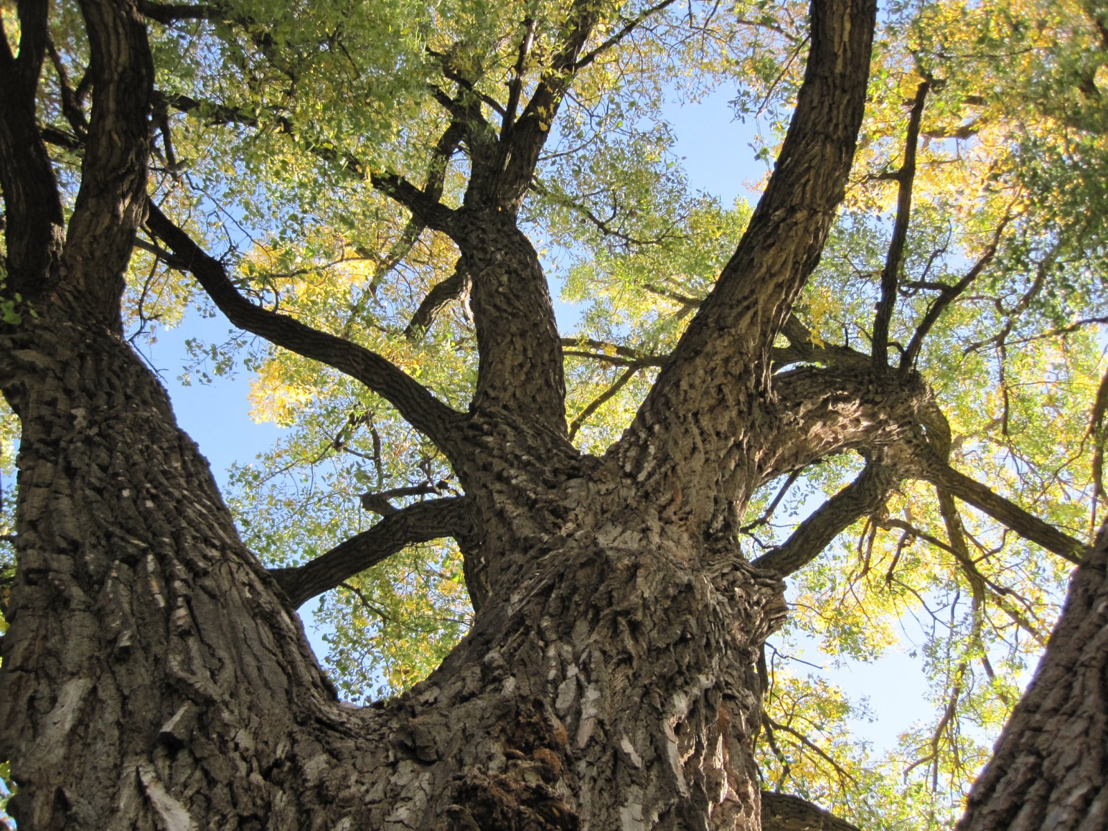 looking up into the tree canopy of a cottonwood