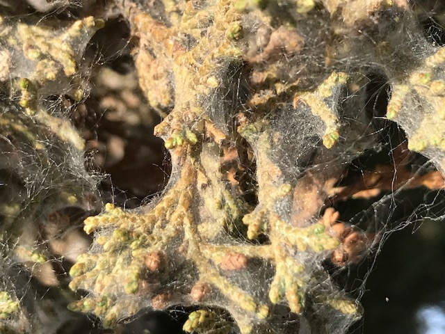A closeup view of the spider mite's web.