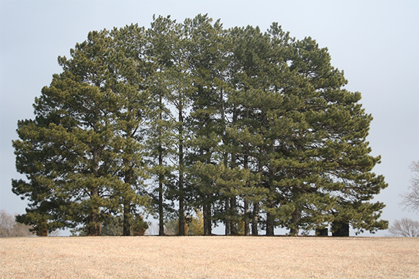 Ponderosa pine is a rapidly growing tree.