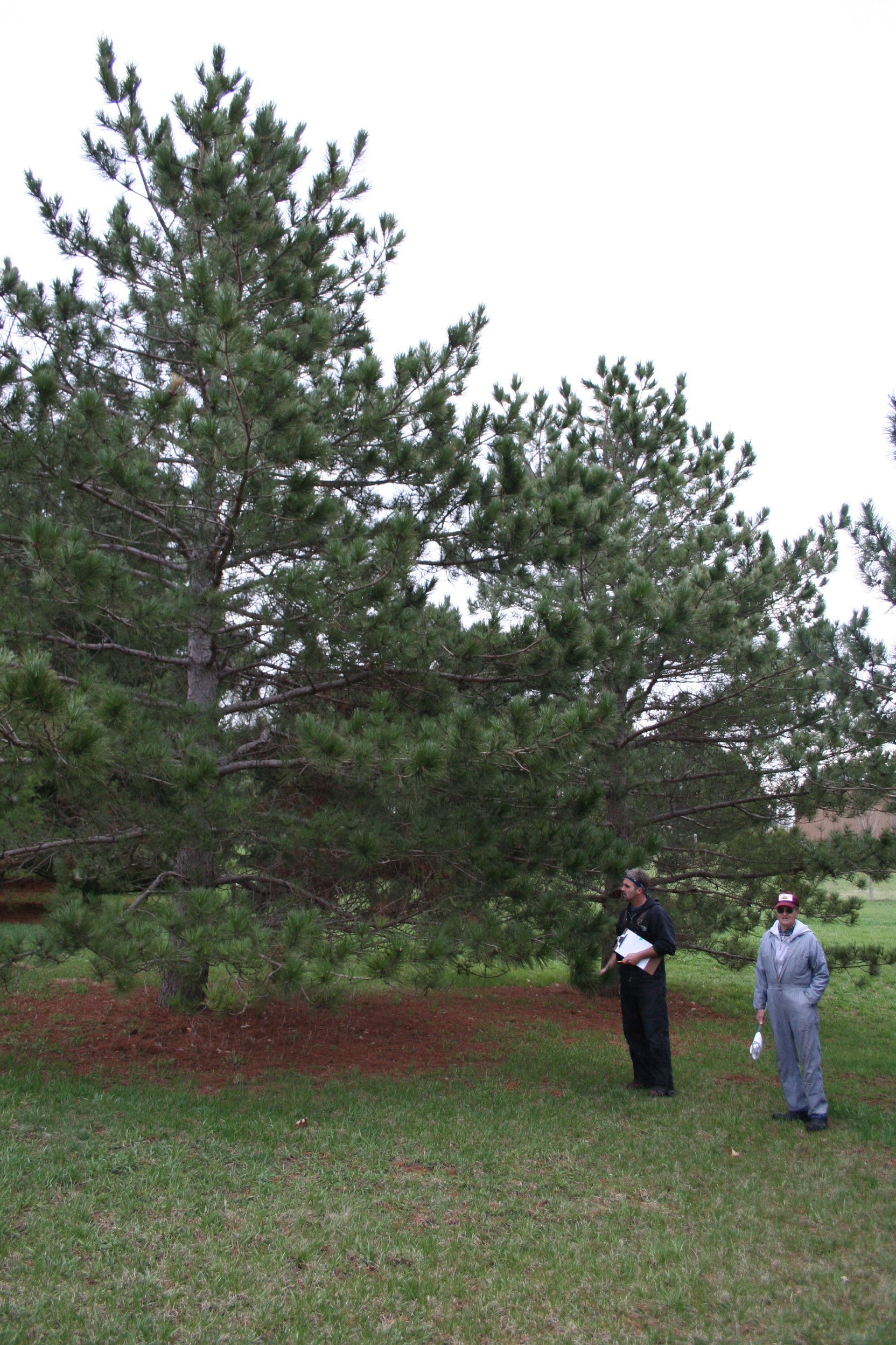 People standing next to a red pine. 