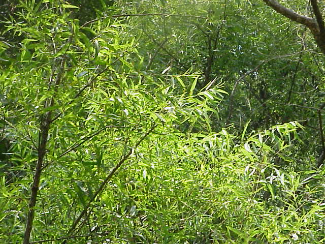 Black Willow in a river system. 