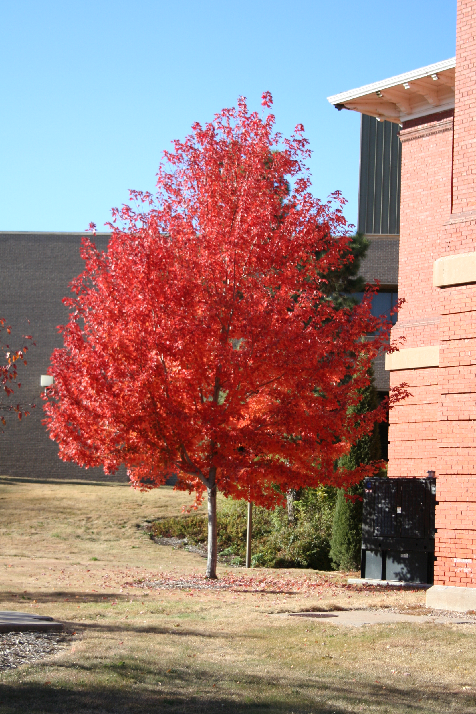 Red Maple has brilliant red leaves in the fall. 