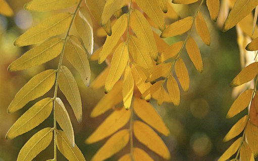 Closeup of honeylocust leaves. 
