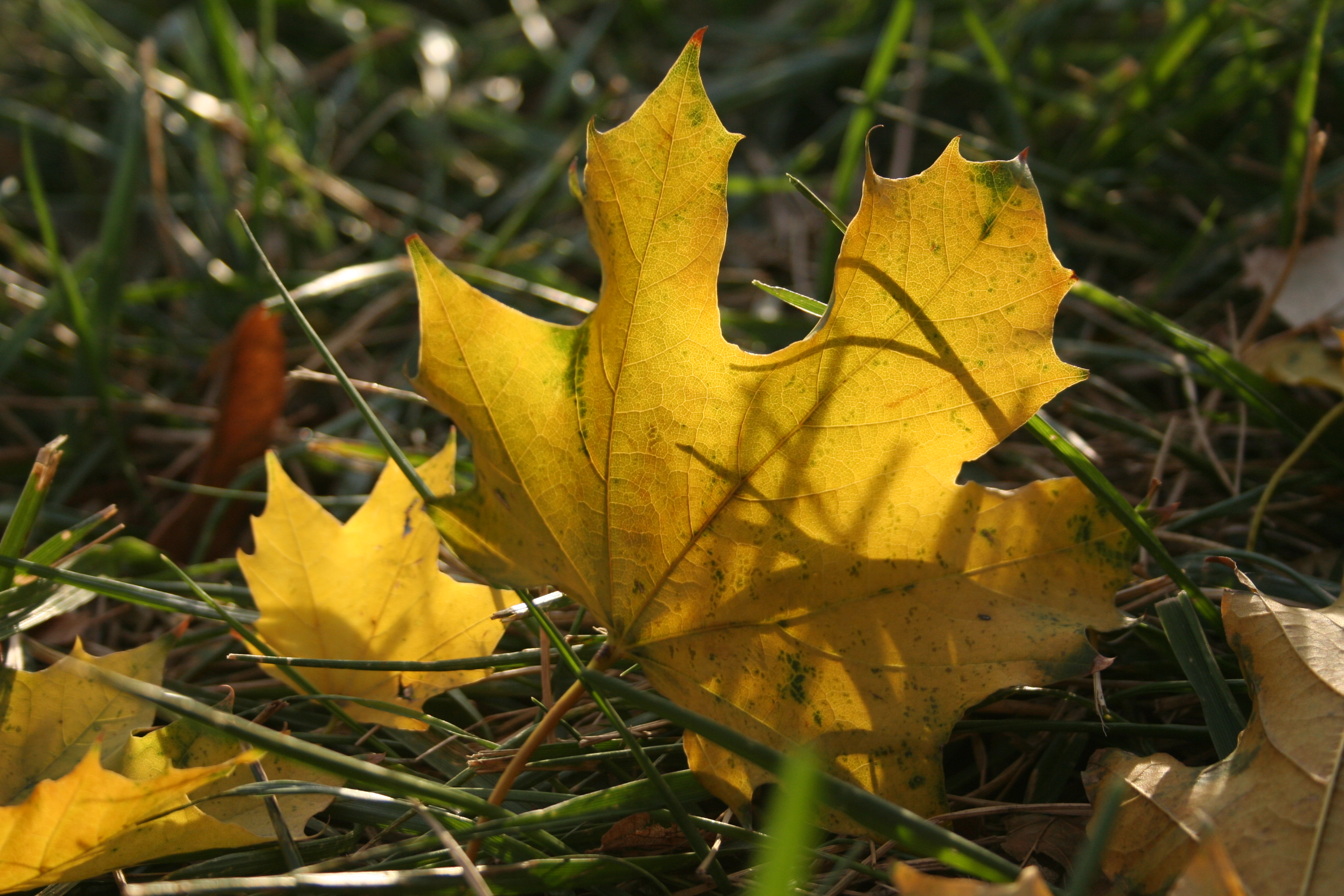 Norway Maple leaf in grass