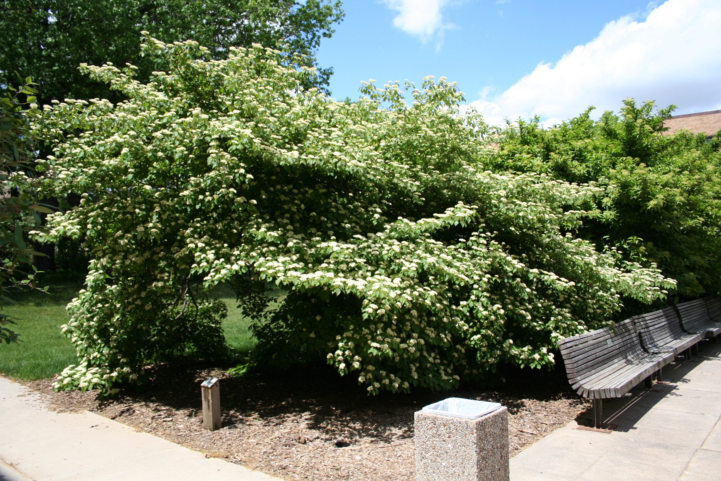 A row these shrubs while flowering adorn bench seating 