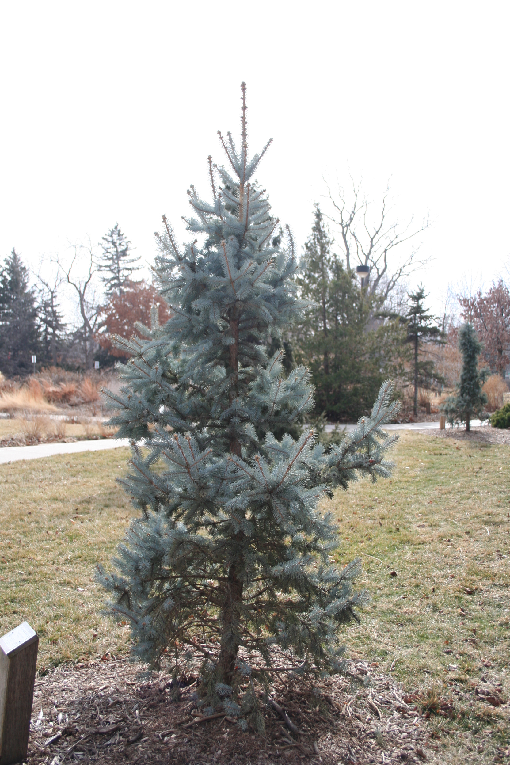 Immature blue spruce. 