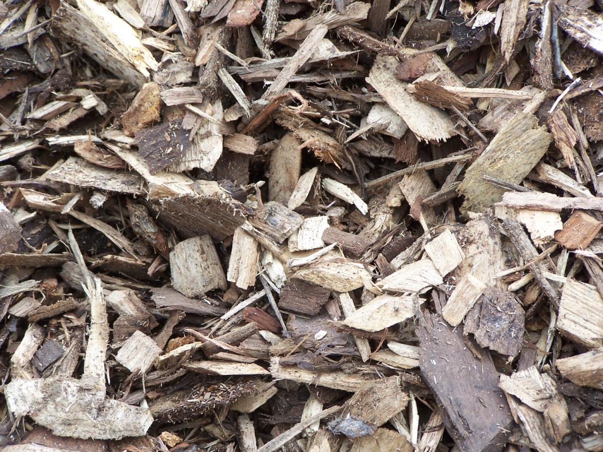 Wood chips are piled into machine that creates electricity.