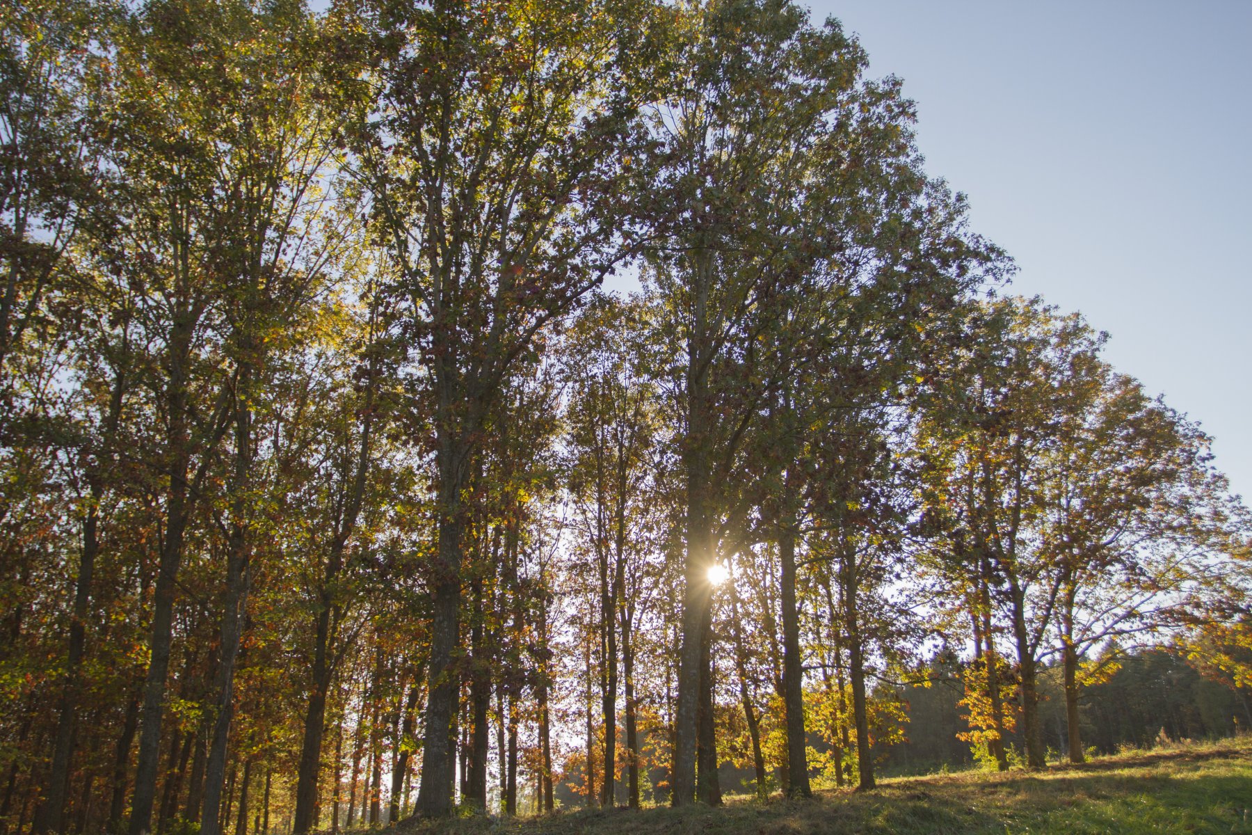 Sunlight shining through trees.