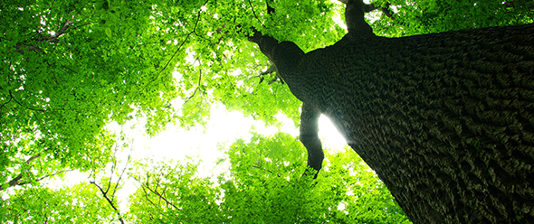 Looking up at the canopy of a tall oack tree.