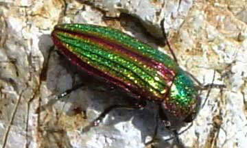 Golden flatheaded borer