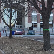 Ash trees outside of Memorial Stadium.