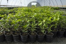 Seedlings in a greenhouse