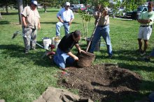 Man placing root ball into hole dug in soil.