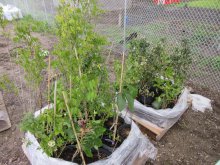 Biochar being used to fertilize seedlings.