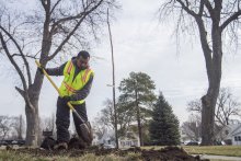 A volunteer plants a tree at an Omaha park. 