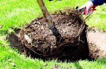 Photo demonstrating circling roots caused by a container