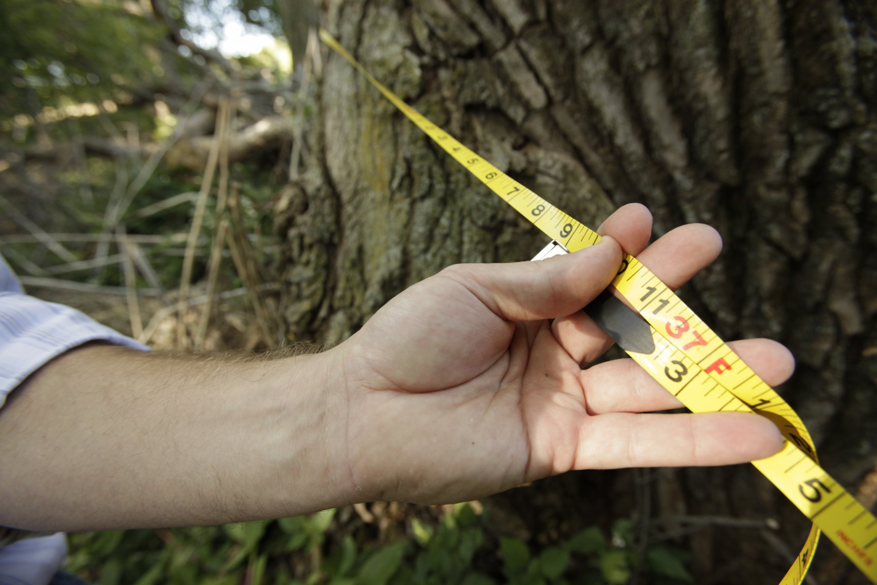 A Eastern Cottonwood getting measured for the registry.