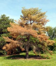 Dying Scotch pine tree. 