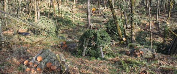 Thinning trees in forest.