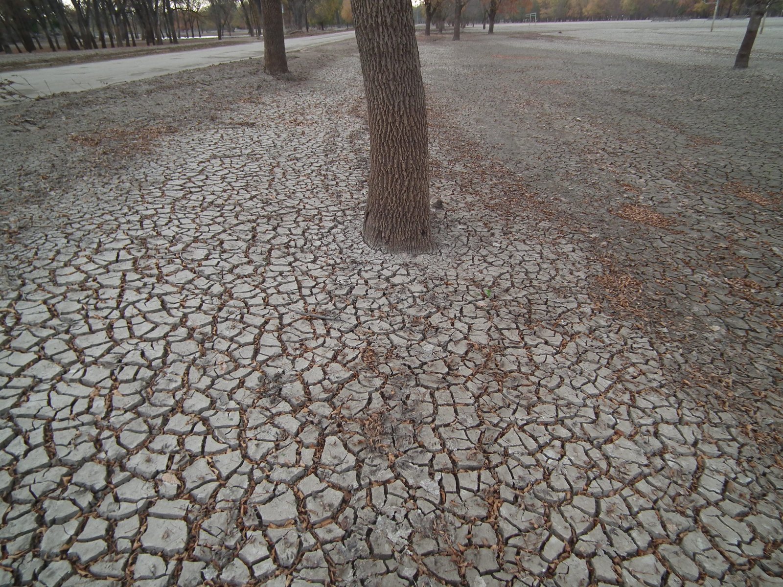 Cracked ground due to drought.