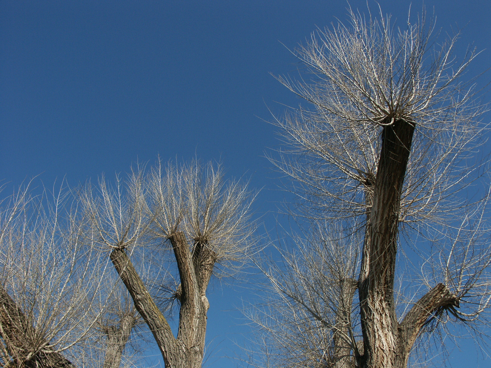 Tree that has been topped.