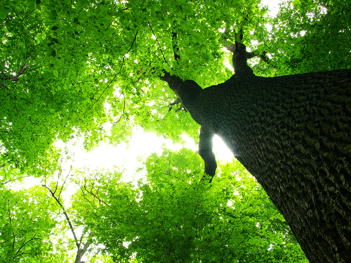 Looking up into tree canopy