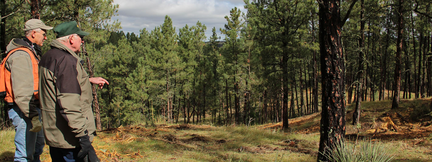A pine forest looking throug a clearing.