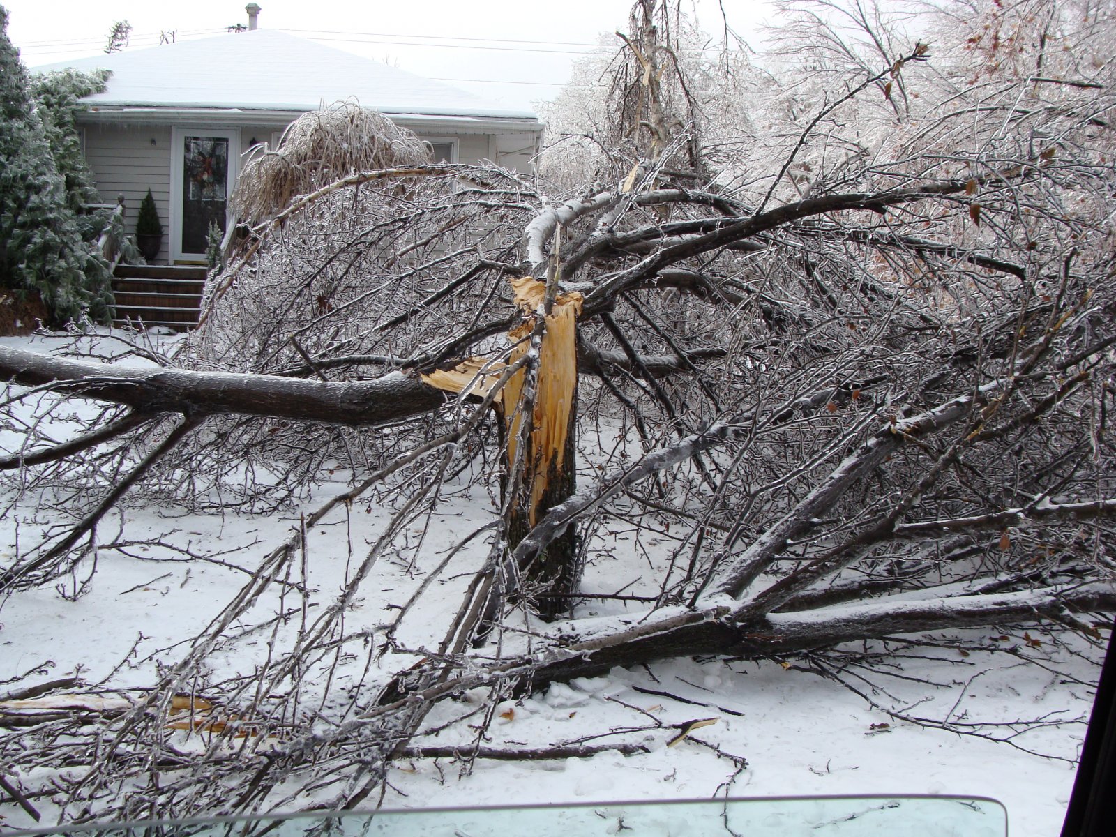 A tree, broken at the base, lays in a snow covered yard.