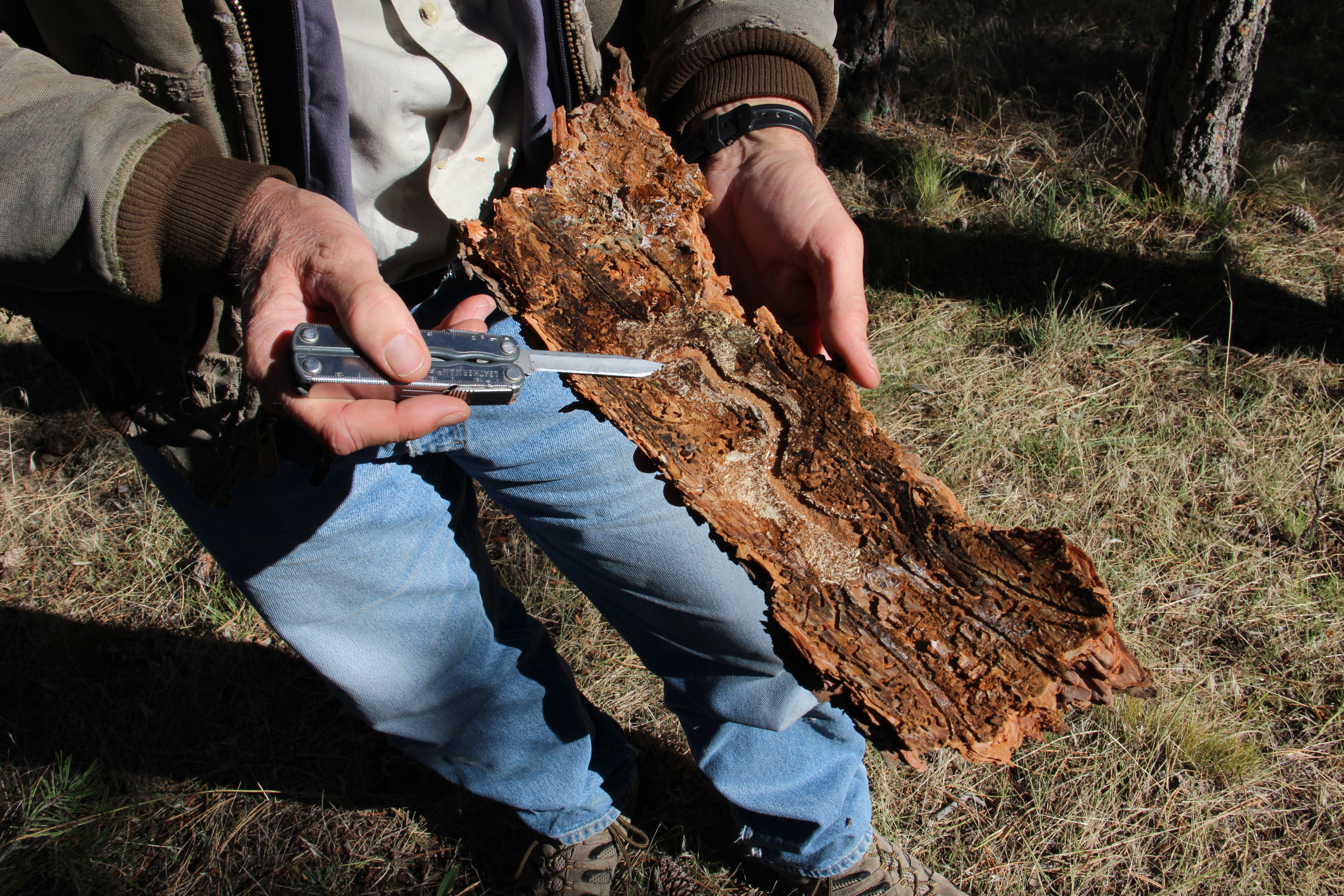 A person points out insect damage on the inside of tree bark.
