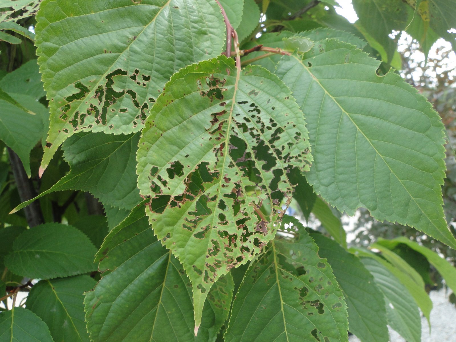 Japanese beetle damages leaf