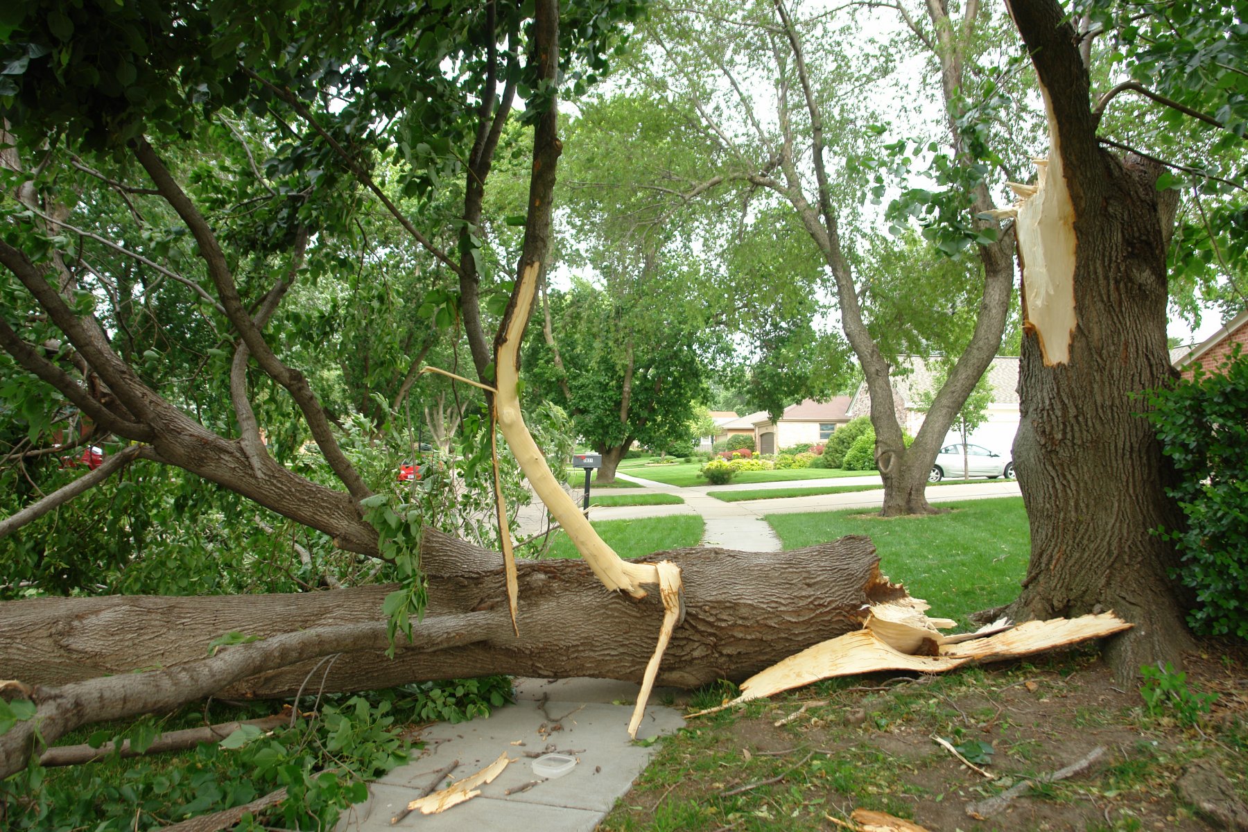 A large treee, fallen at the trunk, lays across a sidewalk.