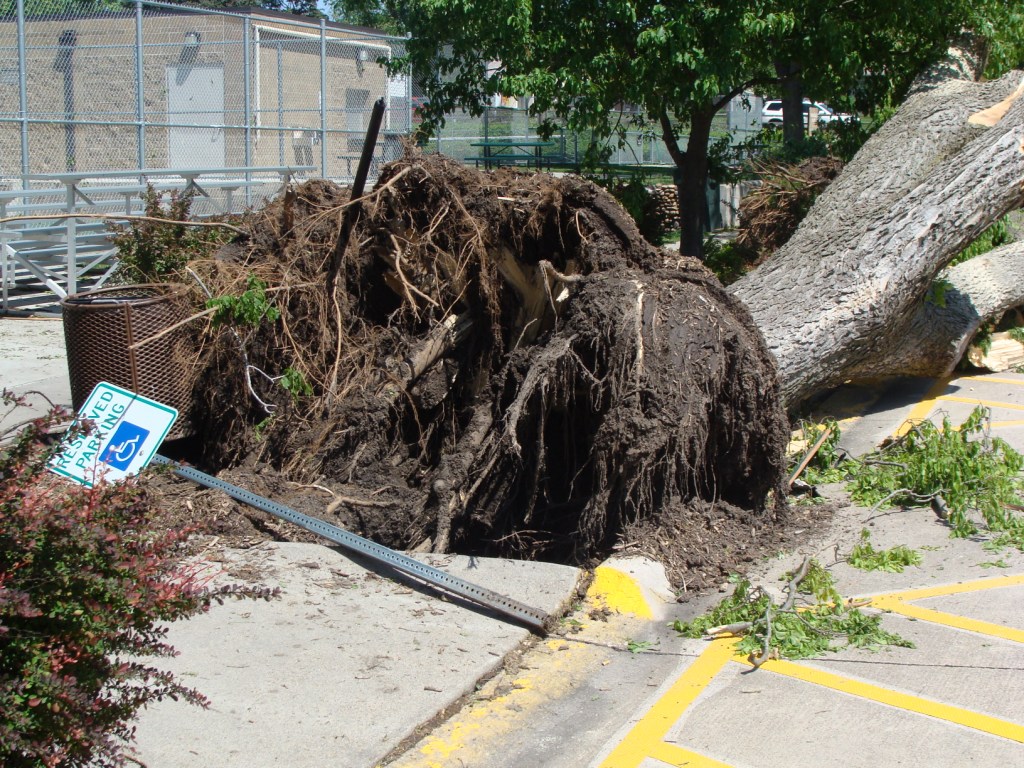A tree is tipped over in a parking lot