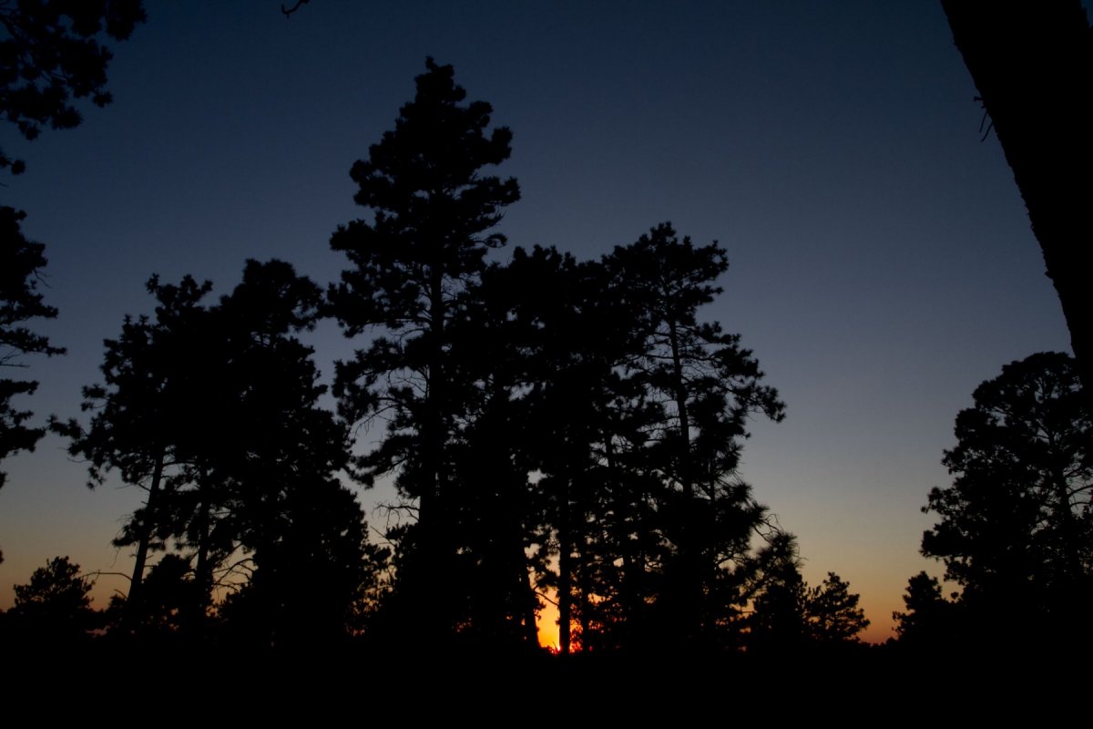 pine trees at sunset.