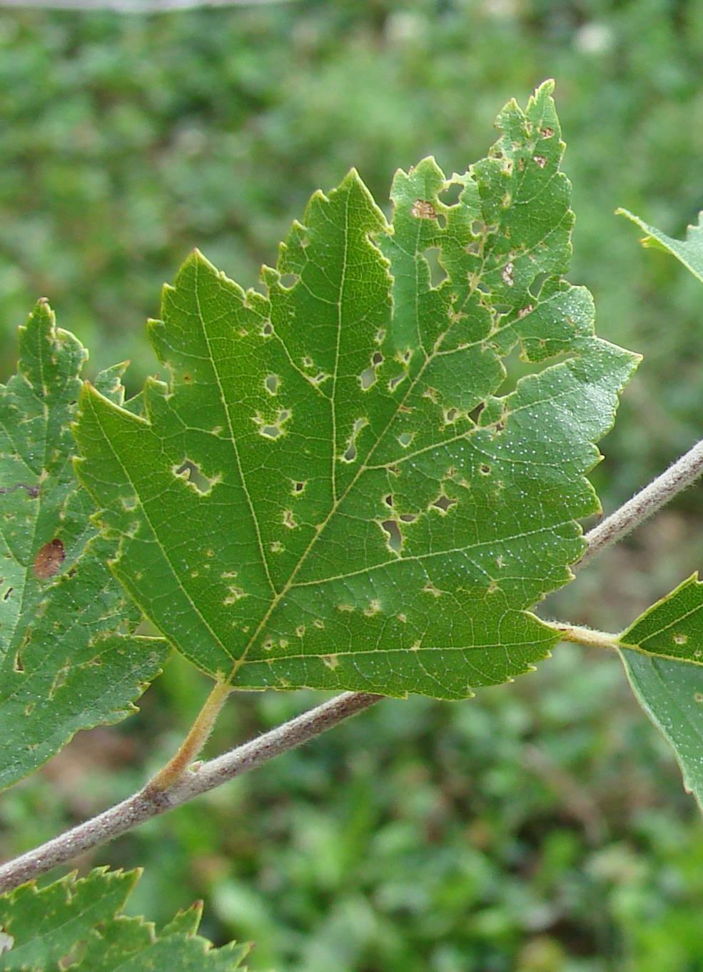 Leaf tatter on a birch tree