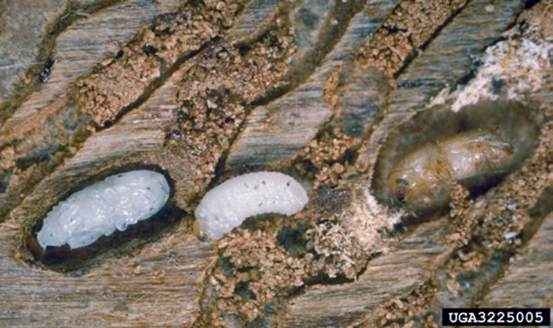 Ips beetle larvae in a log.