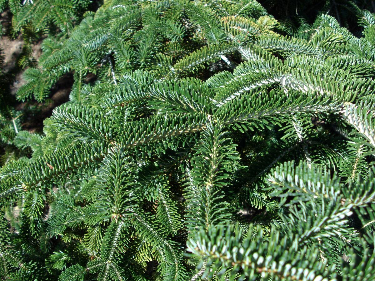 The Arbor Lodge Algerian Fir Is Truly a One-of-a-Kind in Nebraska