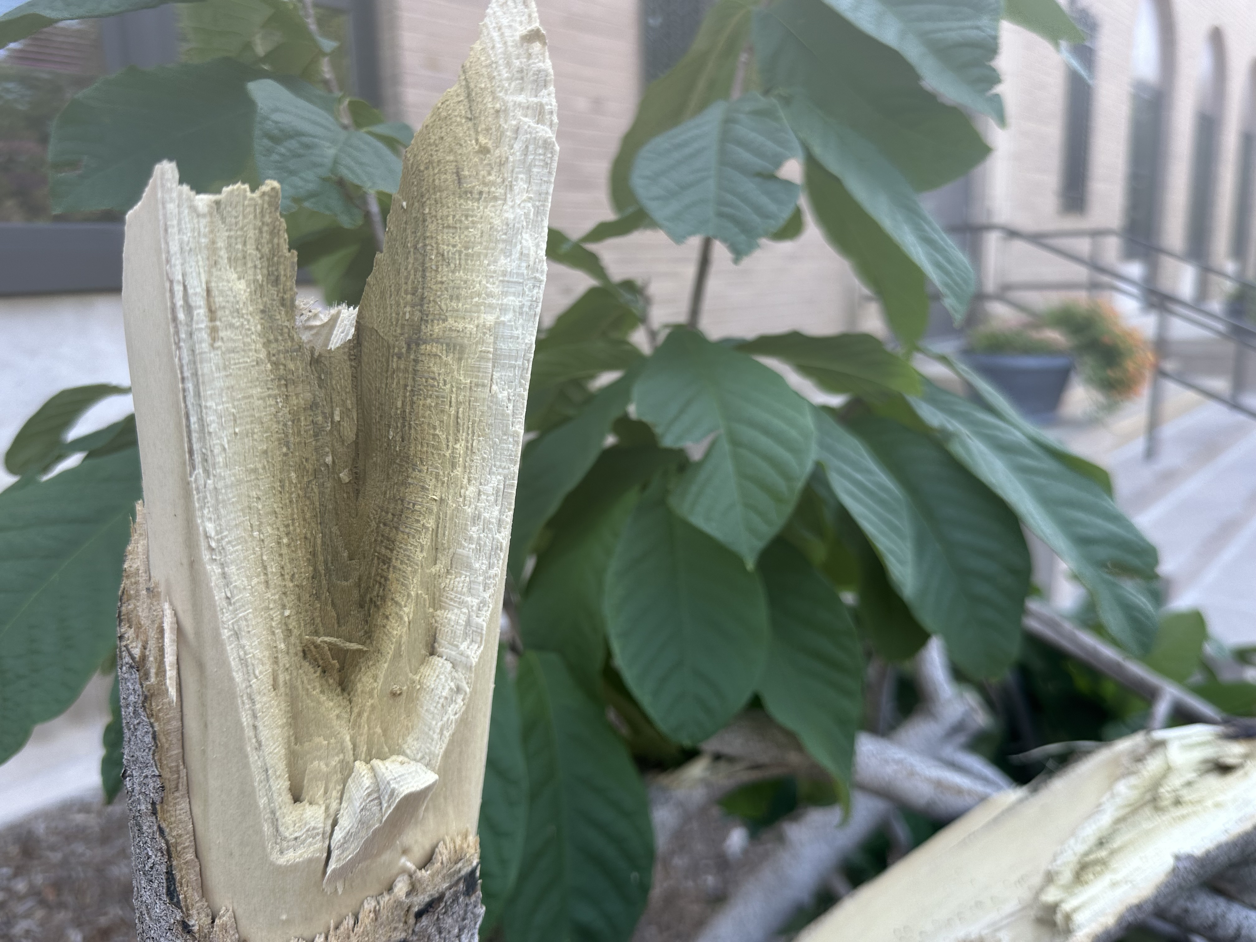 Dealing With Damaged Trees in the Aftermath of a Major Storm