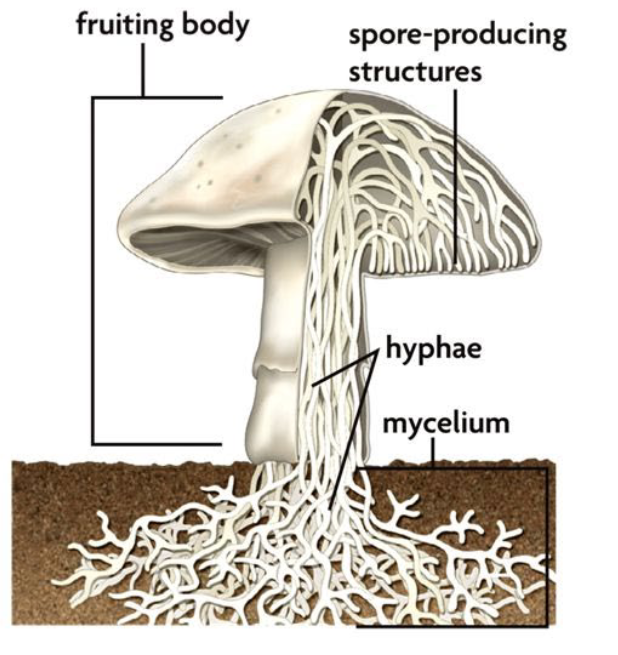Diagram of mushroom parts 