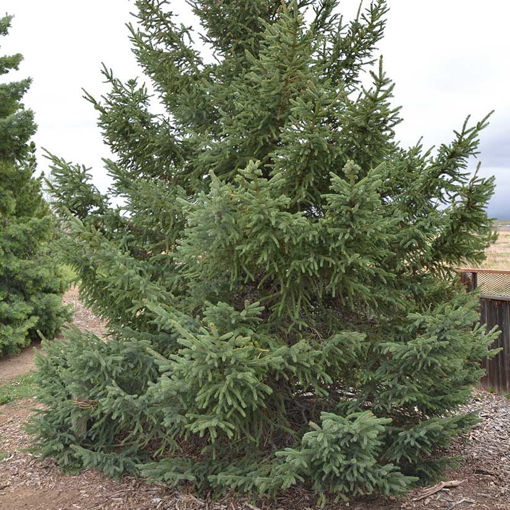 White Spruce (Black Hills Spruce) 