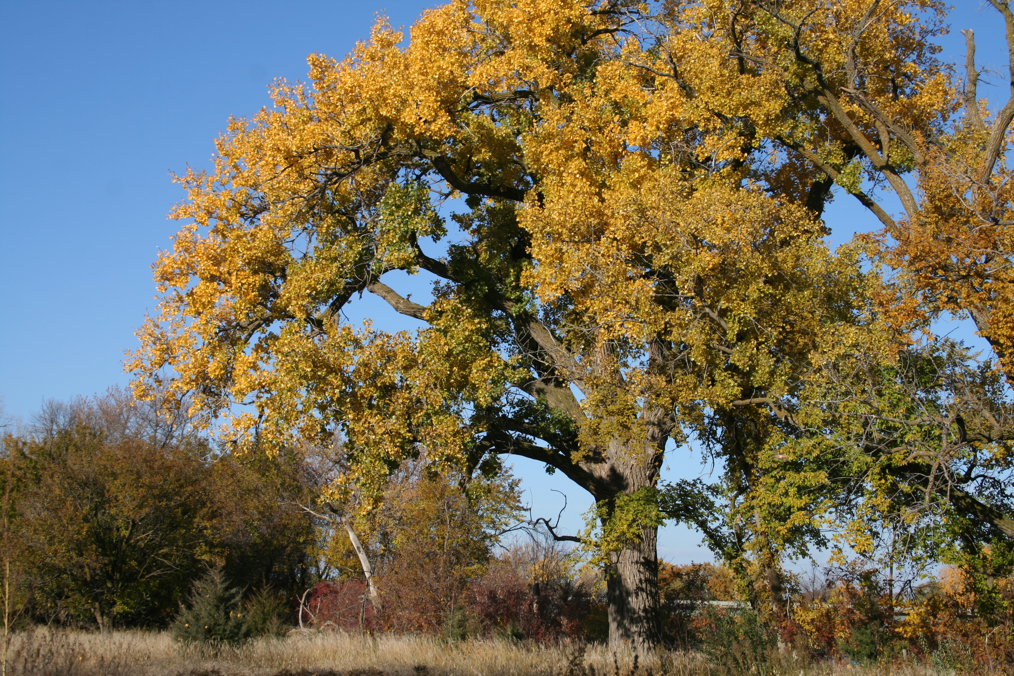 Eastern cottonwood tree. 