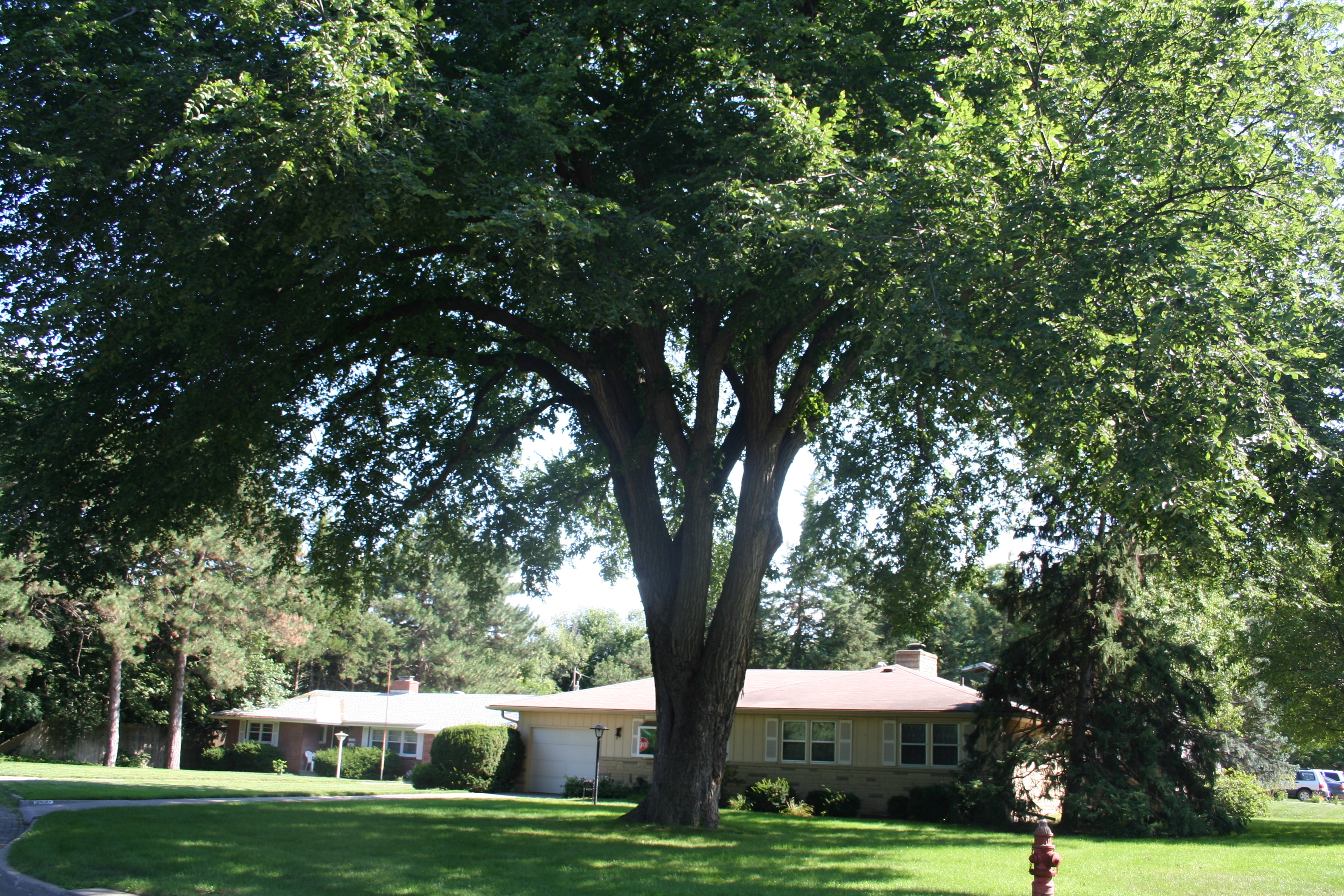 American elm tree shades house. 