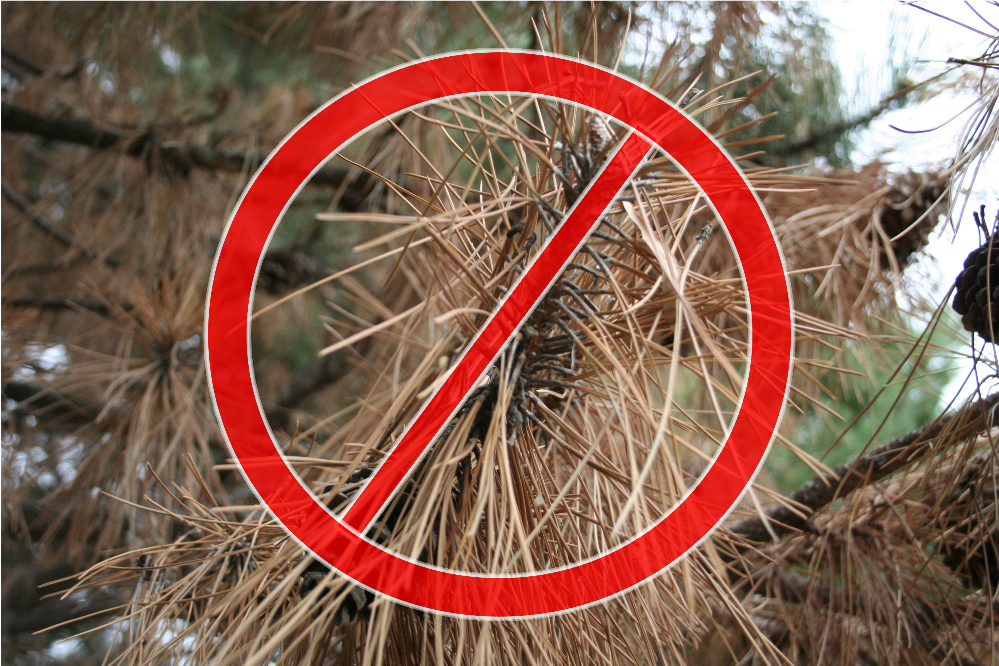 Scotch pine is no longer recommended for planting in Nebraska. 