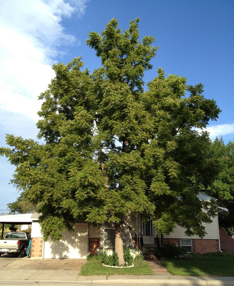 Black walnut providing excellent shade over North Platte home.