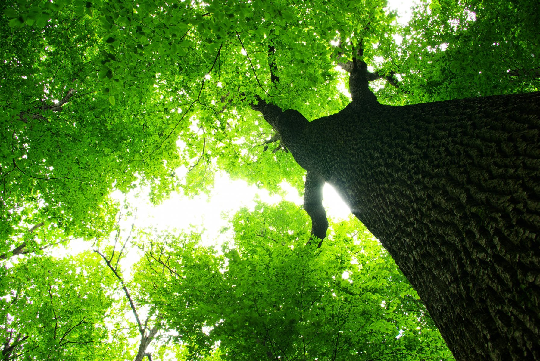 Looking up at the canopy of a large oak tree.