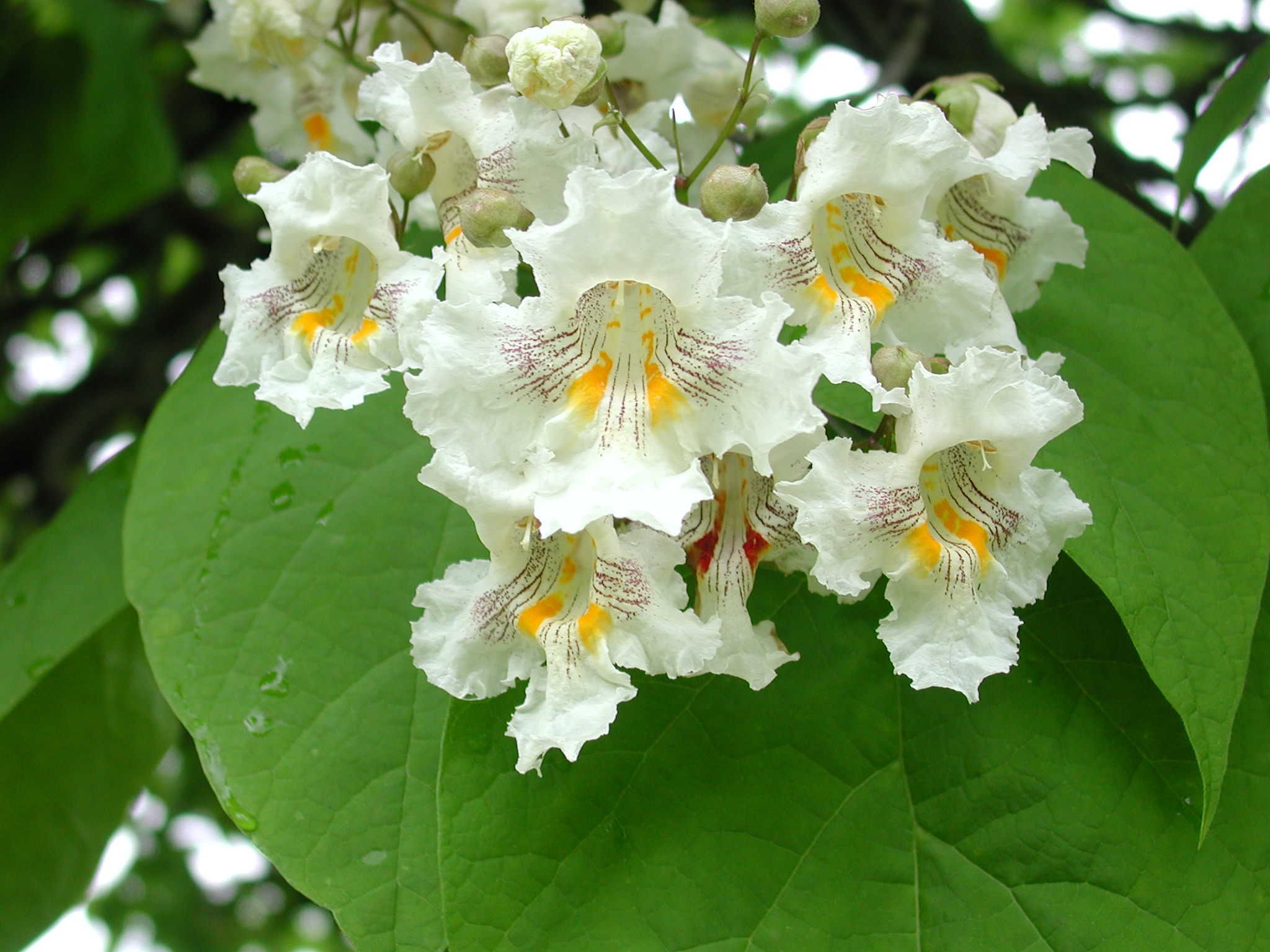Northern Catalpa white flowers. 