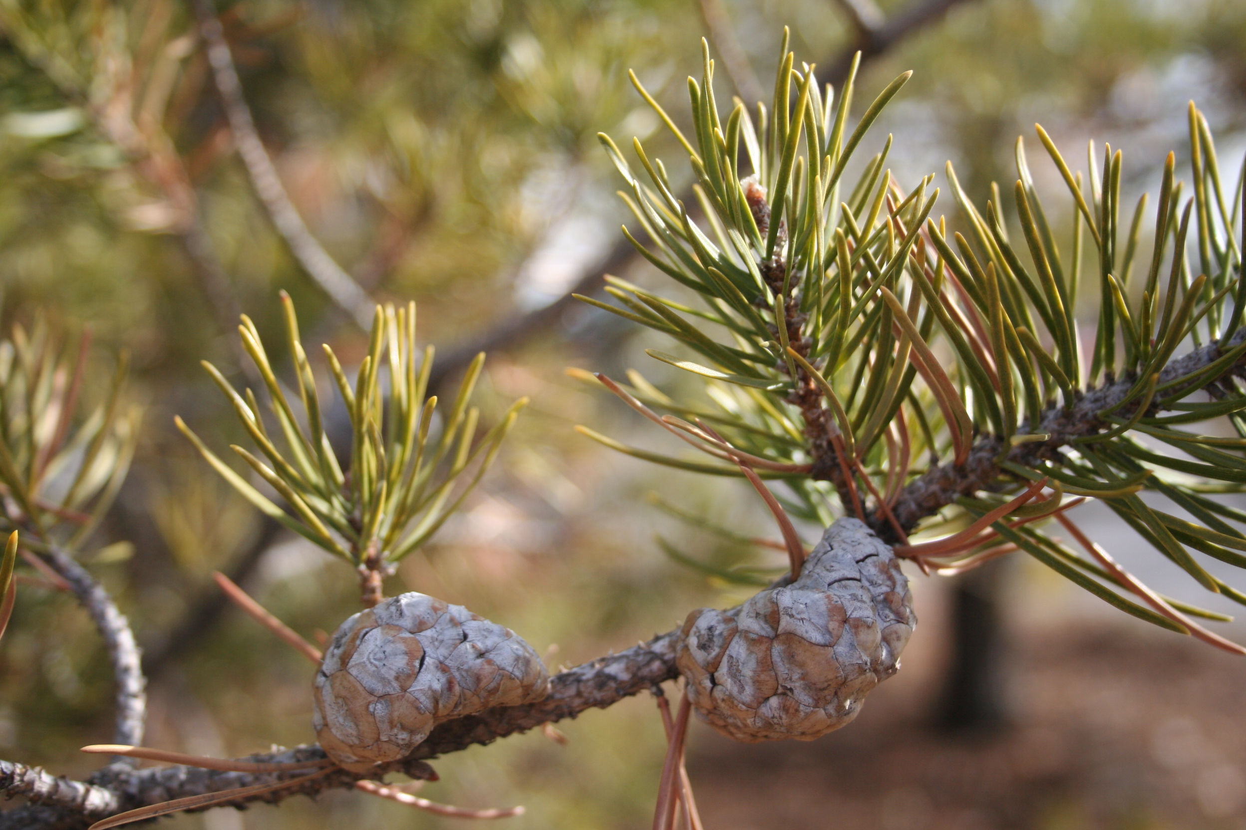 Jack Pine pine cone. 
