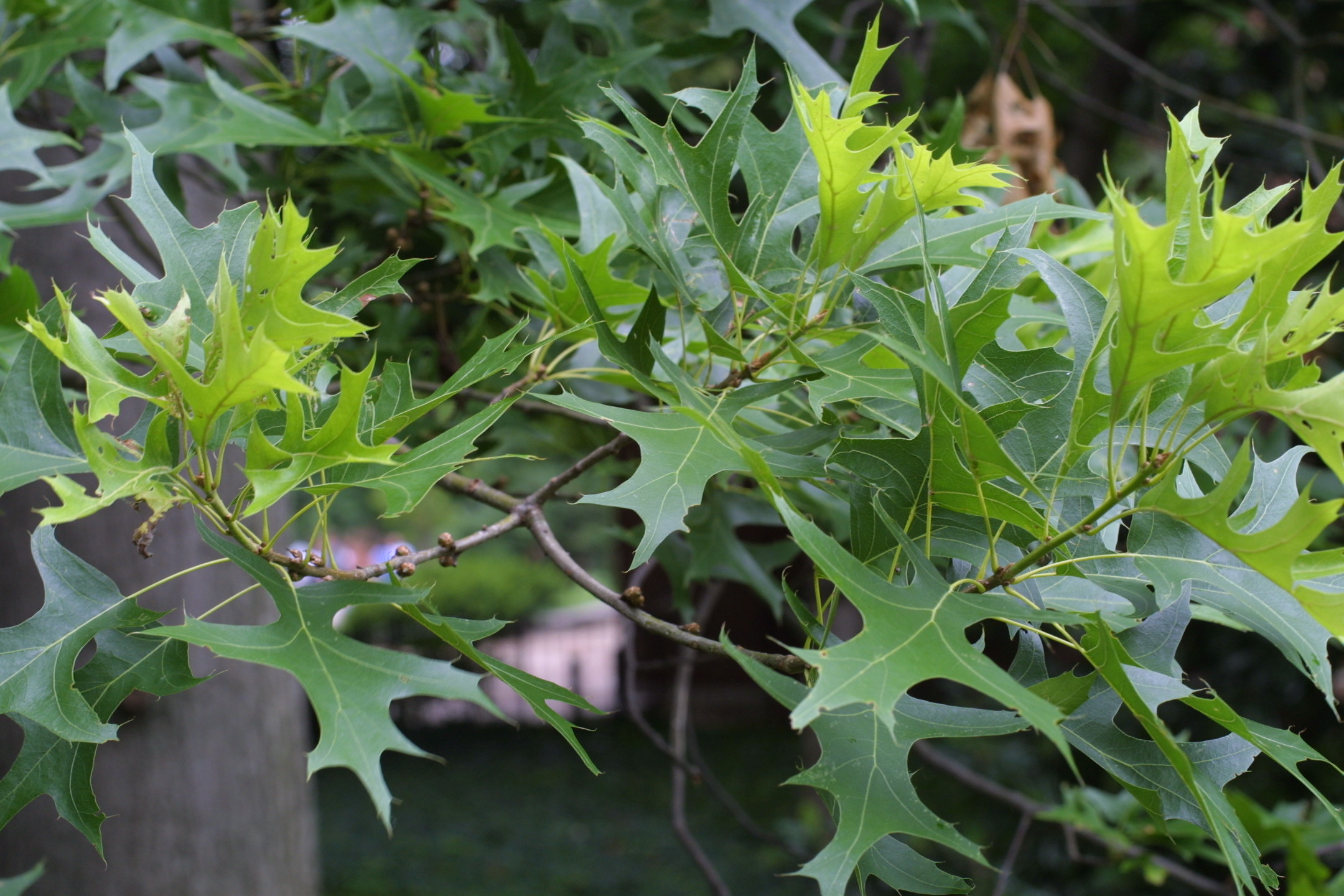 Pin Oak leaves closeup. 