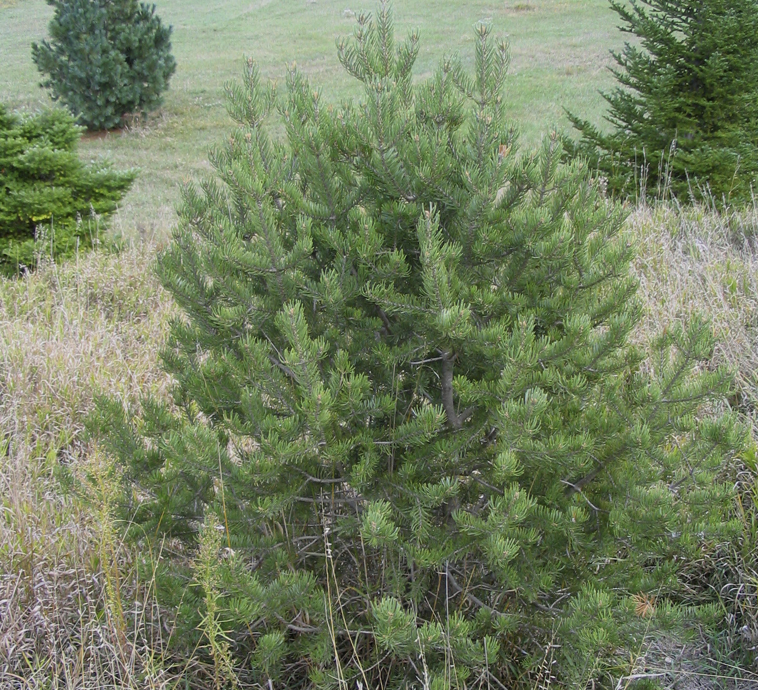 Pinyon Pine tree